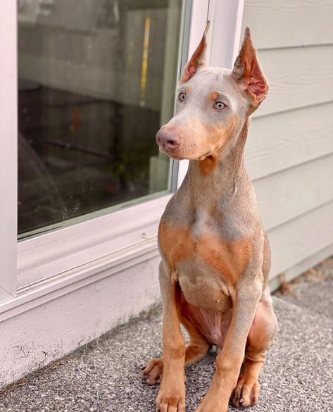 Fawn Doberman Pinscher, Isabella Doberman, Doberman Fawn, Grey Doberman, Fawn Doberman, Doberman Colors, Doberman Pinscher Blue, Blue Doberman, Ash Lynx