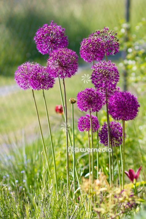 Spa Courtyard, Allium Stipitatum, Allium Hollandicum, Purple Sensation Allium, Allium Purple Sensation, Onion Bulbs, Front Garden Design, Planting Plan, British Garden