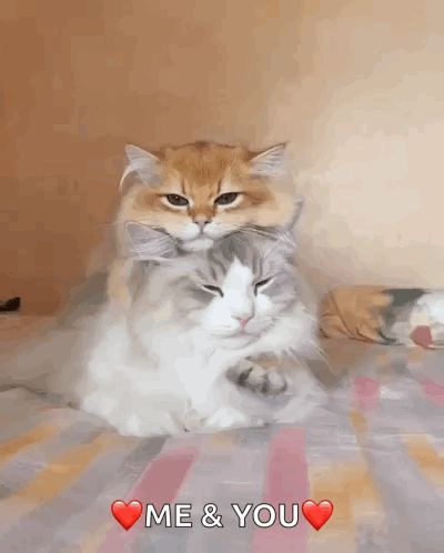 Cat Cats GIF - Cat Cats Hug - Discover & Share GIFs Cat Hug Gif, Cute Hugs, Cats Gif, Gifs Cute, Hug Gif, Cute Hug, Cat Hug, Cat Cuddle, Cat 2