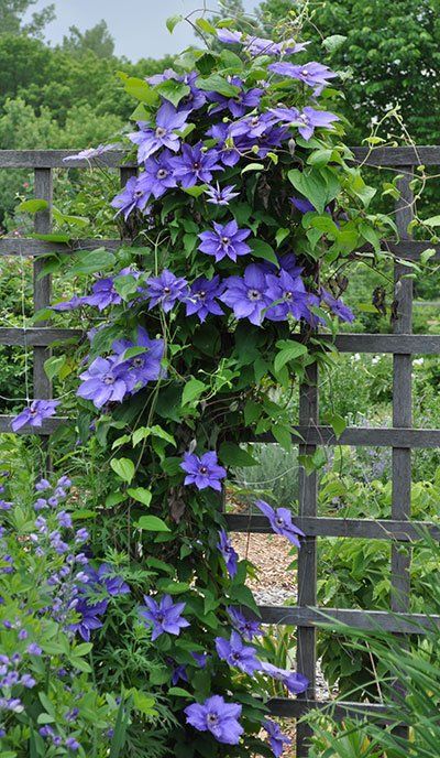 How to Grow Clematis - Gardener's Supply Clematis Trellis, Climbing Clematis, Clematis Plants, Climbing Flowers, Clematis Flower, Flowers Growing, Clematis Vine, Garden Vines, Desain Lanskap