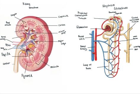 Biology , kidney structure, nephron structure Nephron Diagram, Kidney Structure, Diagnostic Medical Sonography Student, Loop Of Henle, Igcse Biology, Teas Test, Study Stickers, Sonography Student, Medical Sonography