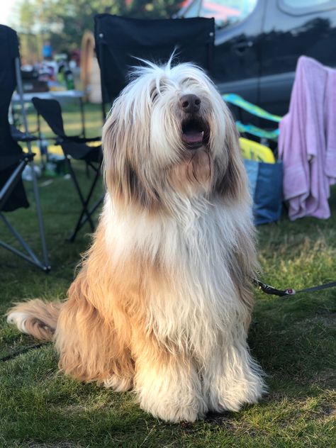 Bearded Collie Puppies, Fairy Sleeve, Best Farm Dogs, Collie Breeds, Every Dog Breed, Akc Breeds, Collie Puppies, St Bernard Dogs, Farm Dogs