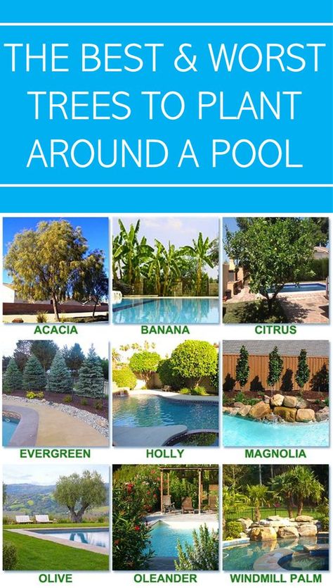 Backyard Trees Landscaping, Swimming Pools Backyard Landscape, Pool Ideas Backyard, Poolside Plants, Plants Around Pool, Landscaping Around Pool, Tropical Pool Landscaping, Tropical Backyard Landscaping, Pool Plants