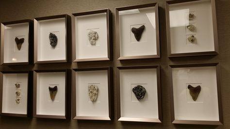 Framed fossils Shell Display, Diy Shadow Box, Poster Pictures, Shell Art, Crafty Craft, Bedroom Themes, Wildlife Art, Diy Frame, Displaying Collections