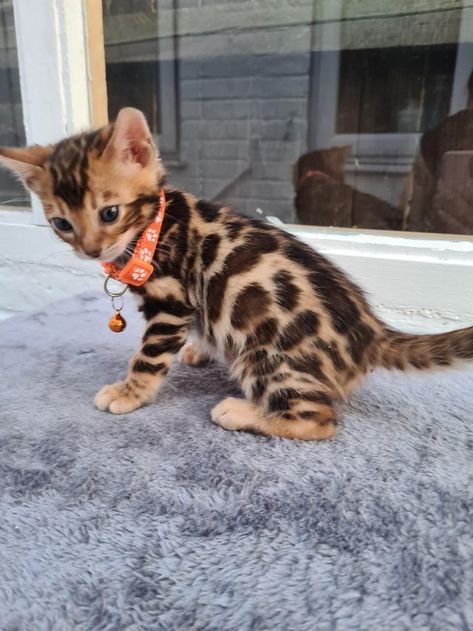 Bengal Kittens For Sale, Tattoo Nature, Söpö Kissa, Bengal Kitten, What Cat, Silly Cats Pictures, Puppies And Kitties, Cat Breed, Super Cute Animals