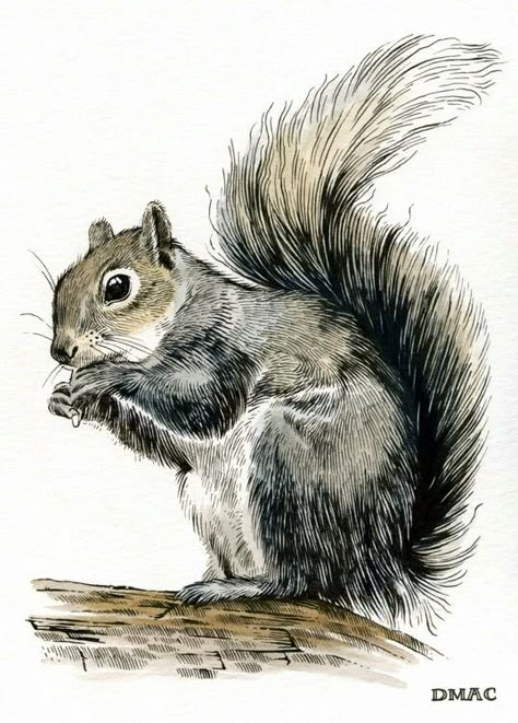 Animal Ink Drawing, Squirrel Drawings, Squirrel Sketch, Sif Dark Souls, Squirrel Drawing, Squirrel Painting, Squirrel Illustration, Squirrel Art, Pencil Drawings Of Animals