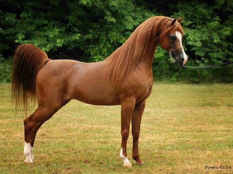 Brown Arabian horse Arabic Horse, Beautiful Arabian Horses, Horse Wallpaper, Most Beautiful Horses, Most Beautiful Animals, Majestic Horse, Horse World, All The Pretty Horses, Arabian Horses