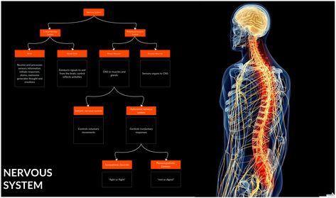 Flowchart illustrating the human nervous system. Learn how the nerves and the cells carry messages to and from the brain with this nervous system flowchart #NervousSystem #NervousFunctionChart #Flowchart #EducationCharts Human Body Nervous System, Neural System, Types Of Neurons, Human Nervous System, Heart Diagram, Sensory Nerves, Peripheral Nervous System, Flow Chart Template, Motor Neuron