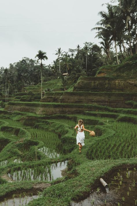 Ubud Indonesia, Bali Itinerary, Bali Resort, Rice Fields, Rice Terraces, Ubud Bali, Bali Travel, Yoga Retreat, East Asia