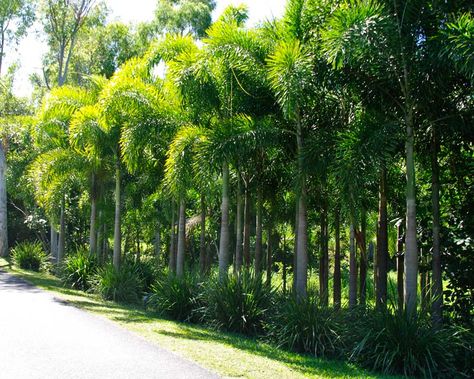 Gardens Online - Nature At Work Foxtail Palm Landscaping, Landscaping With Palms, Hawaii Landscaping, Palm Landscaping, Hawaiian Landscaping, Foxtail Palm Tree, Foxtail Palm, Modern Japanese Garden, Tropical Landscape Design