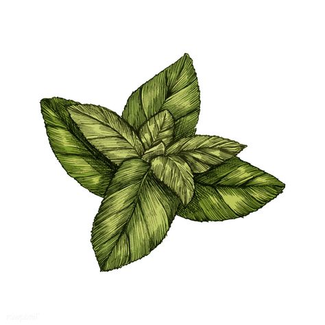 Illustration of fresh mint leaves | premium image by rawpixel.com Beer Label Art, Herbs Illustration, Mint Leaf, Basil Leaf, Basil Plant, Free Illustration Images, Hand Images, Free Hand Drawing, Watercolor Paintings Easy