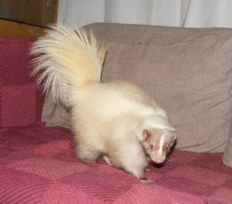 Domesticated skunks can be descented and come in a plethora of mutation colors. Description from ball-pythons.net. I searched for this on bing.com/images Pet Skunk, White Skunk, Rare Albino Animals, Baby Skunks, Ball Pythons, Albino Animals, Rare Animals, Pretty Animals, Silly Animals