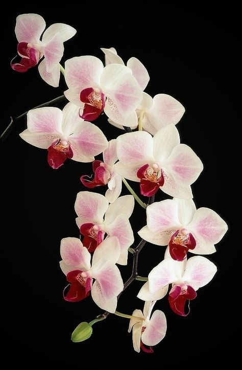 Flower Wallpaper Aesthetic, Orchid Wallpaper, Orchid Photography, Red Orchids, Fall Living Room, Wallpaper Nature Flowers, Orchid Care, Aesthetic Blue, Beautiful Orchids