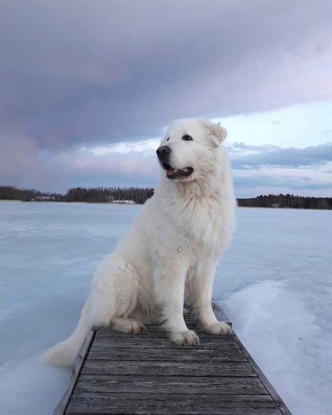 Dog Therian, Pyrenees Mountains, Dog Farm, Pyrenees Puppies, Great Pyrenees Puppy, Pyrenees Dog, Livestock Guardian Dog, Big Dog Breeds, Great Pyrenees Dog