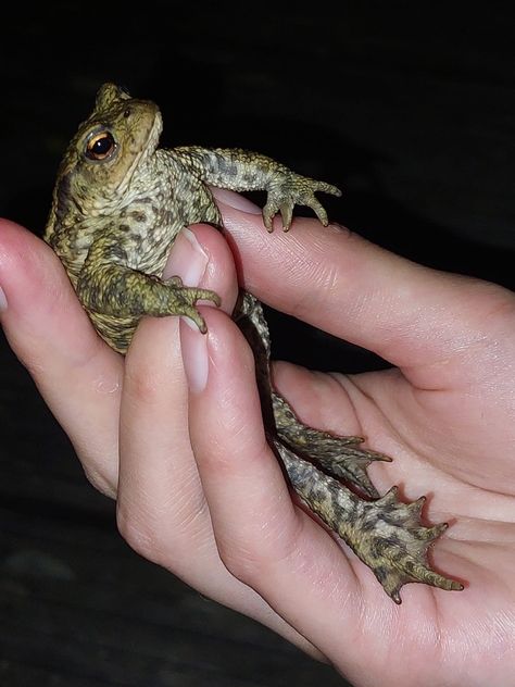 Cute toad being held in a hand at night with flashlight Faggotcore Aesthetic, Bobbycore Aesthetic, Spencercore Aesthetic, Havencore Aesthetic, Goblincore People, Goblincore Images, Pfp Goblincore, Goblincore Aesthetic Art, Goblincore Icon