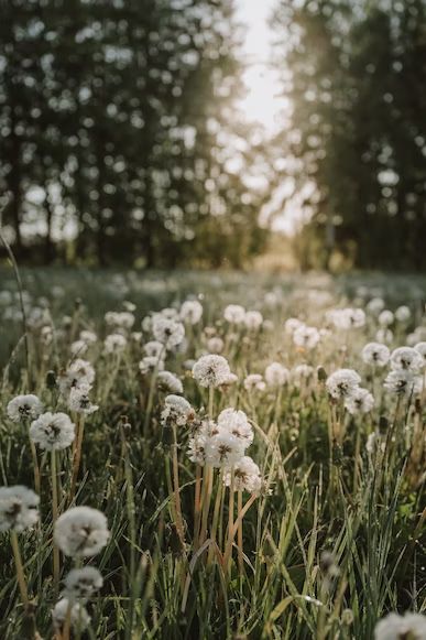 A field of dandelions with trees in the background photo – Free Plant Image on Unsplash Fields Of Dandelions, Dandelion Field Aesthetic, Dandelions Aesthetic, Dandelion Aesthetic, A Field Of Dandelions, Field Of Dandelions, Dandelion Field, Daisy Background, Dandelion Plant