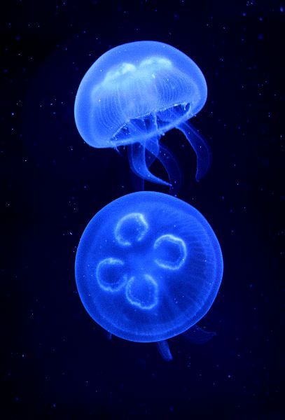 Sea Invertebrates, Medusa Animal, Jellyfish Facts, Moon Jelly, Ocean Stuff, Moon Jellyfish, Jellyfish Photography, Sea Jellies, Salish Sea