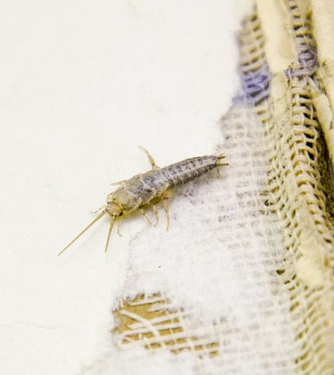 How To Get Rid Of A Silverfish Infestation Get Rid Of Silverfish, Get Rid Of Boils, Grinding Teeth, Bacterial Infection, Sensitive Teeth, Eye Bags, Tree Oil, Juicing Lemons, Pest Control