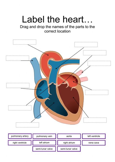 Label parts of the heart interactive and downloadable worksheet. You can do the exercises online or download the worksheet as pdf. How The Heart Works, Gcse Worksheets, The Heart Notes, Heart Worksheet, Heart Dissection, Chambers Of The Heart, Human Heart Diagram, Anatomy Of The Heart, Heart Lesson