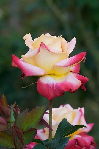 Red & Yellow Roses Red And Yellow Roses, Double Rose, Colored Roses, Hybrid Tea Rose, Growing Roses, Rose Of Sharon, Hybrid Tea Roses, Tea Rose, Love Rose