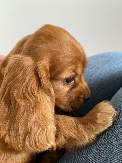 Cocaspanial Dog, Orange Cocker Spaniel, Perro Cocker Spaniel, Dream Puppy, Dream Dog, Alone Photography, Cocker Spaniels, Pets 3, Cocker Spaniel