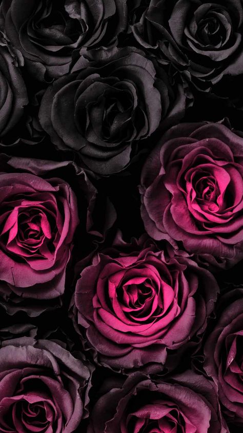 Dark Rose IPhone Wallpaper - IPhone Wallpapers : iPhone Wallpapers Witchy Phone Backgrounds, Rose Iphone Wallpaper, Rose Wallpapers, Purple Artwork, Black Roses Wallpaper, Beautiful Wallpapers For Iphone, Flower Iphone Wallpaper, Dark Rose, Cute Flower Wallpapers