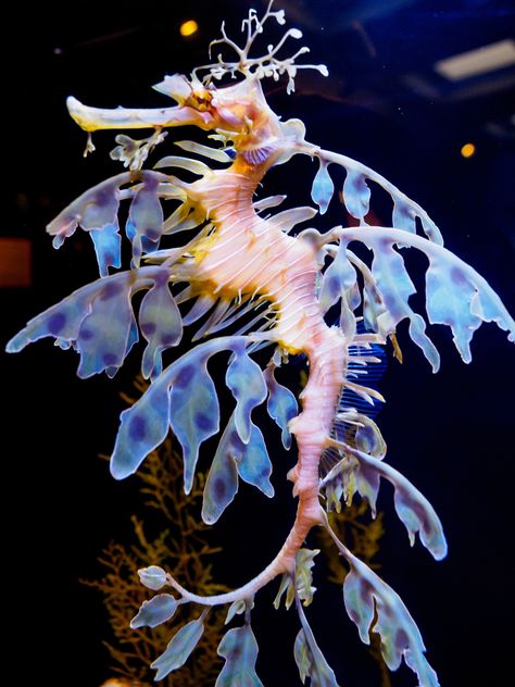 Majestic Sea Creatures, Pretty Ocean Animals, Unique Sea Animals, Rare Sea Animals, Sea Horse Photography, Leafy Seahorse, Seahorse Aesthetic, Sea Creature Design, Dragon Seahorse