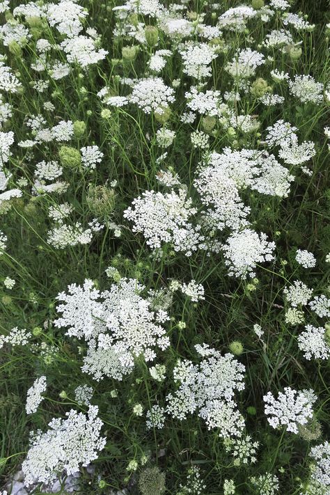 Easy Garden Ideas Landscaping, Daucus Carota, Garden Shrubs, Moon Garden, Low Maintenance Garden, Flower Landscape, White Garden, Hardy Plants, Easy Plants