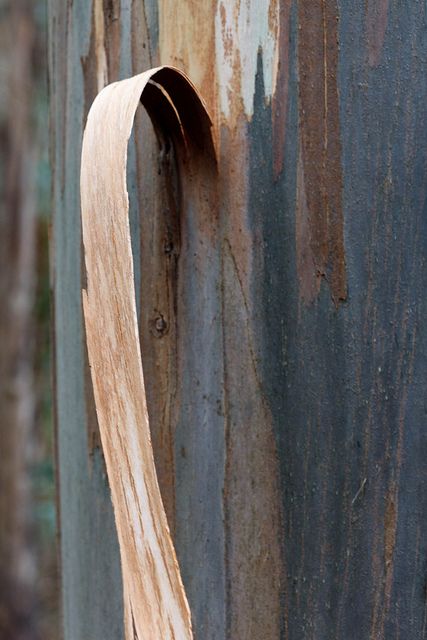 eucalyptus Cube House, Tree Photos, Gum Trees, Tree Bark Texture, Gum Tree, Eucalyptus Tree, Woods Photography, Eucalyptus Wood, Shape Shifting