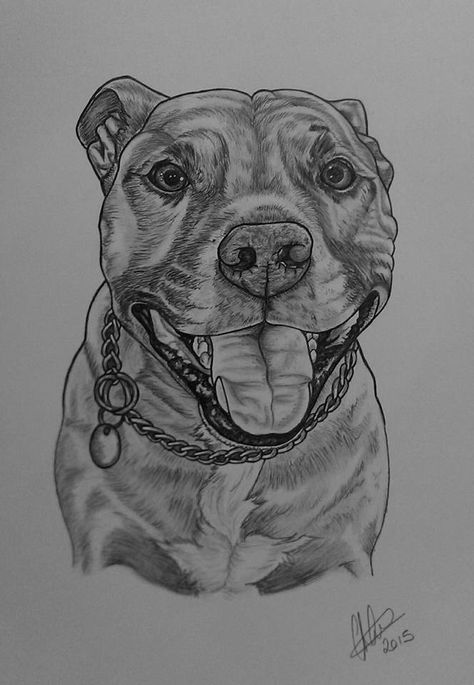 Staffy Dog Drawing, Pitbull Drawing Pencil, Pitbull Dog Drawing, Pitbull Sketch, Artwork Diy Paintings, Pit Bull Drawing, Pitbull Drawing, Dog Pencil Drawing, Yoda Drawing