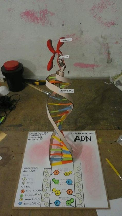 Dna Model Project, Dna Project, School Science Projects, Biology Projects, مشروعات العلوم, Biology Classroom, Dna Model, Science Crafts, Biology Teacher