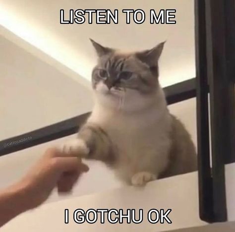 Cat Memes on Instagram: “I gotcha 😉 Follow @catpfpzone for more daily cat pfp and memes Credit: #cursedcats #cats #catsofinstagram #cat #catlife #catperson…” Cute Cat Cheer Up Meme, Cat Pics To Cheer Someone Up, Cat Cheer Up Meme, Supportive Cat Pics, Flustered Cat Meme, Waiting Cat Mood, Cute Cat Memes Funny, Cheer Up Memes Funny, Daily Homie Checkup Cat