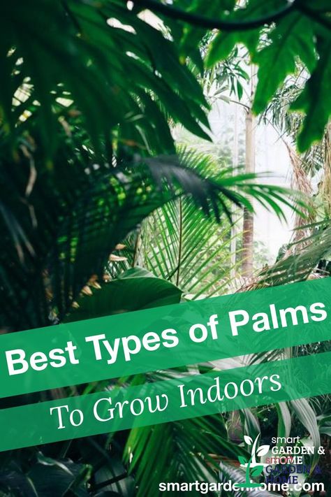 Indoor Palms Plants, Best Indoor Trees Houseplant, Types Of Palm Plants, Palm Plant Indoor, Indoor Palm Plants, Palm Plant Care, Palm Tree Care, Palm House Plants, Indoor Palm