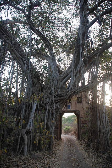 A 500 year old banyan tree with gate in Ranthambhore National Park, India / photo by IanTaylorEsq Old Fort, Banyan Tree, Old Trees, Unique Trees, Tree Hugger, Nature Tree, Tree Forest, Nature Landscape, Beautiful Tree