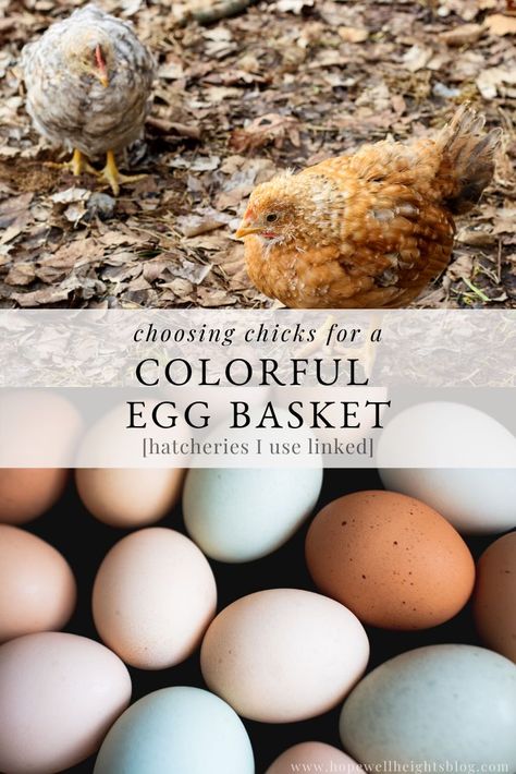 Pretty Egg Laying Chickens, Chicken Types And Eggs, Acerage Ideas, Easter Egger Chicken Eggs, Chicken Egg Colors, Easter Egger Chicken, Egg Colors, Heritage Chickens, Easter Eggers