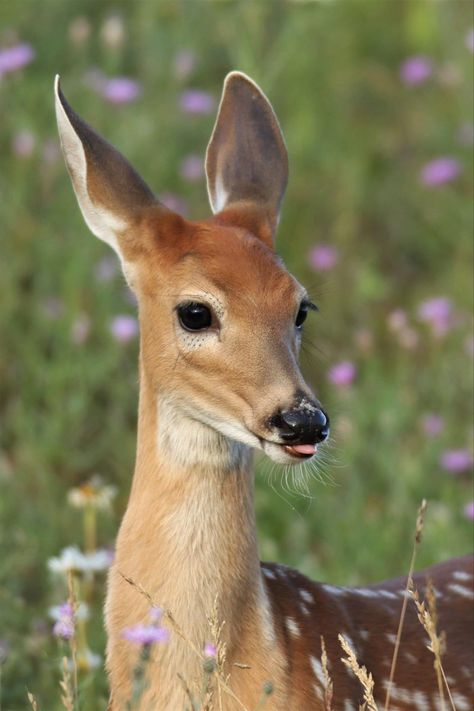 Doe Reference Photo, Deer Facing Forward, Cute Deer Aesthetic, Deer Front View, Deer Reference Photo, Doe Aesthetic, Sister Collage, Deer Therian, Deer Breeds