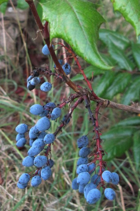 Spicy Jelly, Grape Jam Recipe, Jam Raspberry, Grapes Growing, Canning Jam Recipes, Raspberry Jelly, Grape Jam, Grape Uses, Oregon Grape