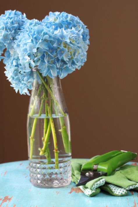 Hydrangea Vase, Flowers Last Longer, Hydrangea Varieties, Dried Hydrangeas, Easy Tricks, Backyard Flowers, Picking Flowers, Hydrangea Not Blooming, Hydrangea Flowers