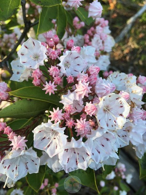 Laurel Flower, Pennsylvania Mountains, Bush Flowers, Kalmia Latifolia, White Oleander, Laurel Tree, Beautiful Comments, Creeping Phlox, Best Friend Challenges