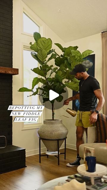 Demetrius on Instagram: "New Fiddle Leaf Fig, who dis?👀🍃  Plant: @loweshomeimprovement Planter: @westelm Watering Can: @kohls  *Everything is linked in my LTK shop which can be found linked in my bio.* #FiddleLeafFfig #kohlsfinds #westelm" Fiddle Leaf Plant Living Rooms, Fiddle Leaf Tree In Living Room, Fiddle Leaf Tree Propagation, Fiddle Leaf Tree Decor, How To Propagate Fiddle Leaf Fig, Fiddle Leaf Tree Living Room, Plant Arrangement Ideas, Fiddle Leaf Plant, Fiddle Fern