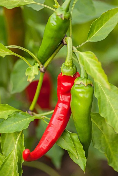 Scoville Heat Units: 60,000-100,000 SHUThe Diablo Grande comes from the same group that includes jalapenos, poblanos, cayenne, and Serrano peppers. The fruits of this chile start out yellow-green and ripen to red, with a narrow crescent-shape and somewhat thick flesh. They may be harvested while green or red. These peppers are delicious when used fresh, pickled, or cooked in dishes. Chili Pepper Plant, Types Of Chili Peppers, Growing Hot Pepper, Flat Belly Diet Plan, Chilli Plant, Stuffed Peppers Healthy, Capsicum Annuum, Serrano Pepper, Chile Pepper