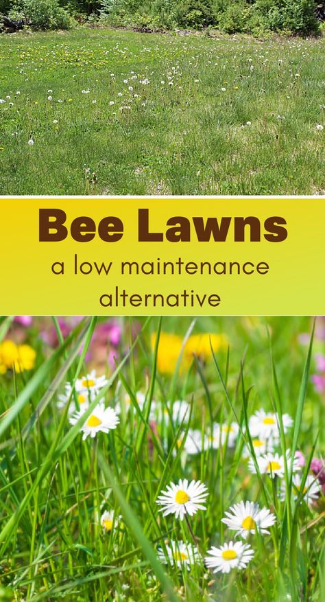 perennial flowers mixed with grass Pollinator Friendly Lawn, Bee Friendly Lawn, Natural Lawn Ideas, Pollinator Lawn, Native Grasses Landscaping, Anti Lawn, Bee Lawn, Flower Lawn, Garden Design Vegetable