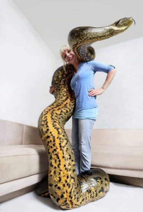 41 Mixed Pics Guaranteed To Confuse and Amuse You Animal Interactions, Weird Bugs, Green Anaconda, Dangerous Creatures, Giant Snake, Pretty Snakes, Colorful Snakes, Animal Reference, Cute Snake