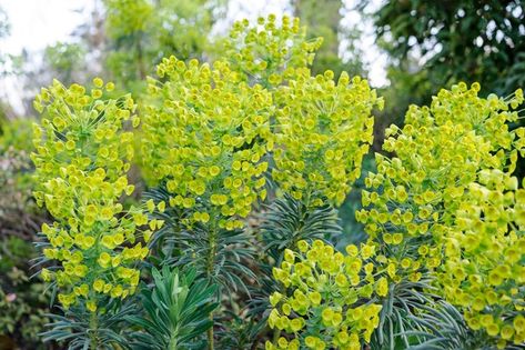 Euphorbia Flower, Euphorbia Characias, Euphorbia Plant, Colourful Garden, South Facing Garden, Evergreen Plants, Garden Images, Plant Combinations, Garden Borders