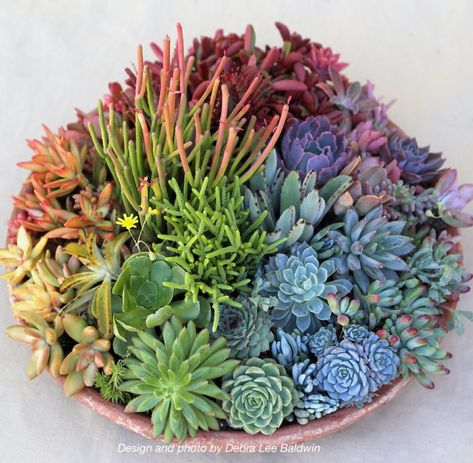 I'm proud and pleased to announce that the winter issue (now shipping) of Garden Design, the premier magazine about the aesthetics of gardening, features my 'Stunning Succulent Arrangements' online class and includes a photo of one of its seven projects---the Succulent Color Wheel.* For the color wheel, you'll need a large pot saucer and about six plants in 4-inch pots for each pie-shaped section. Succulents come in all colors, so have fun selecting them at your local garden... Desk Garden, Rainbow Succulent, Planter Designs, Succulent Garden Landscape, Succulent Bowls, Succulent Landscape Design, Succulent Garden Design, Ideas Decoracion, Succulent Landscaping