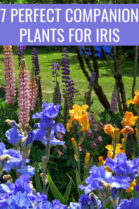 Iris Companion Plants Beds, Iris In Garden Bed, What To Plant With Iris Flowers Garden, Planting Iris In Spring, Daylily Companion Plants, Iris Flower Garden Ideas, Iris Border Garden, Iris And Hydrangea Garden, Bearded Iris Companion Plants