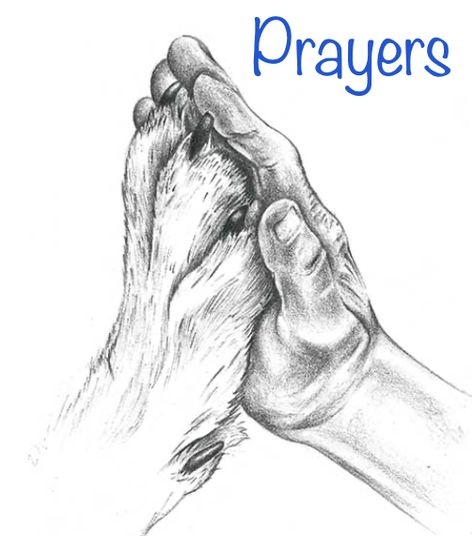 Dog Praying, Animal Rescue Quotes, Paw Drawing, Cats Art Drawing, Colorful Hairstyles, Conceptual Drawing, Dog Sketch, Small Canvas Paintings, Art Drawings Sketches Pencil