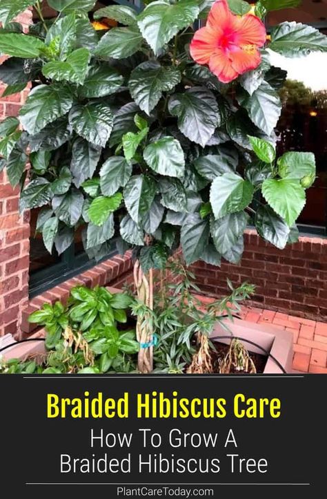 Hibiscus Plant Care Potted, Hibiscus Care Indoor, Potted Hibiscus Tree, Hibiscus Flower Pot Ideas, Caring For Hibiscus Plants, Hibiscus Tree Planter Ideas, Hibiscus Potting Ideas, Planting Hibiscus In Ground, Hibiscus Tree Landscaping