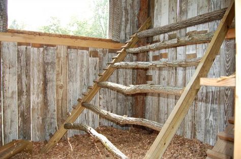 rustic ladder style chicken roost Chicken Coop With Flower Boxes, Ladder Roost For Chickens, Natural Chicken Roost, Chicken Coop Ladder Diy, Thread Pictures, Chicken Ladder, Chicken Perches, Chicken Roost, Cute Chicken Coops