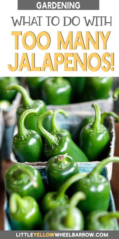 Was your jalapeno crop just a little too successful this year? If you've got a bumper crop from your vegetable garden, you might be wondering just what to do with jalapenos this year. We've got a list of great suggestions that will have your mouth watering, so your hard-won jalapenos won't go to waste. What To Do With Garden Jalapenos, Garden Jalepeno Recipes, Things To Do With Jalapeno Peppers, Dried Jalapeno Recipes, What To Do With Jalapeno Peppers, How To Preserve Jalapenos, Preserve Jalapeno Peppers, What To Do With Extra Jalapenos, Fresh Jalapeno Recipes Appetizers